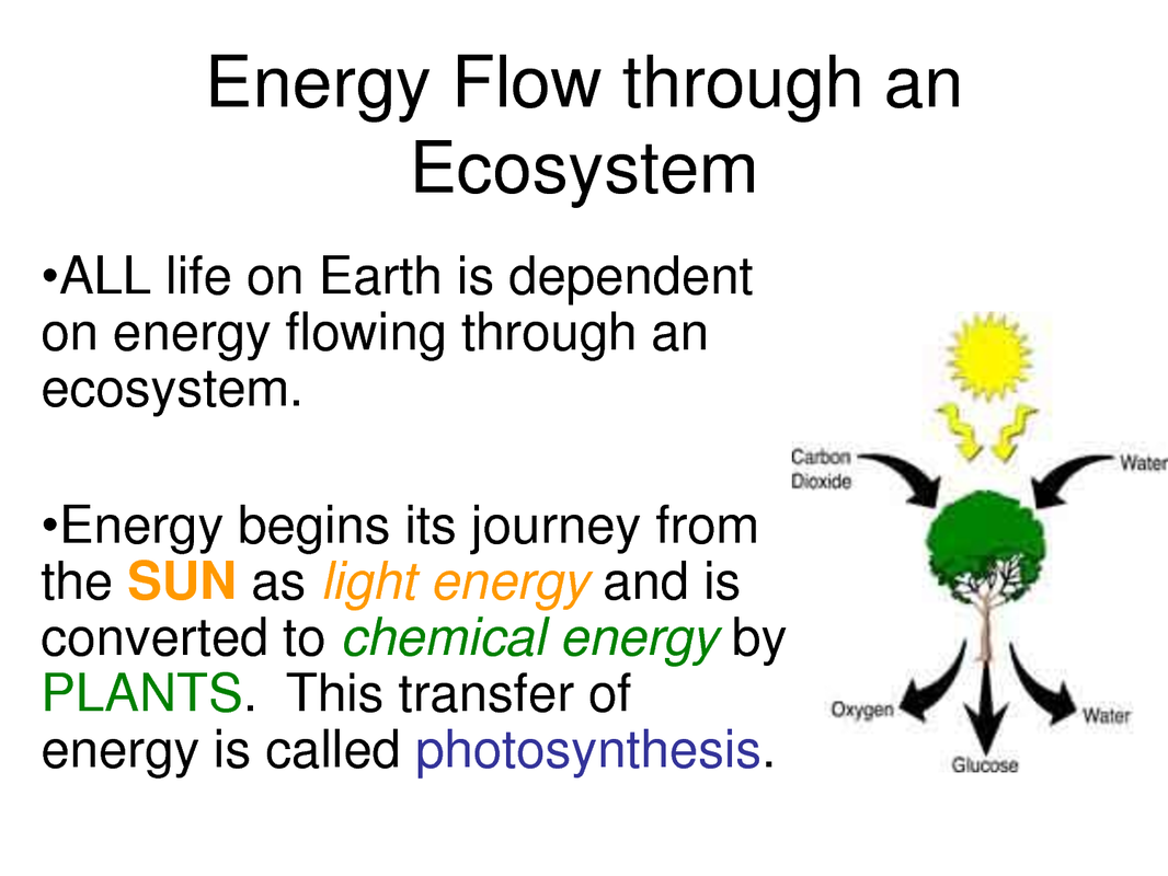 energy-flow-through-an-ecosystem-diagram